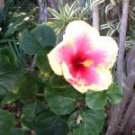 Dantes Restaurant and Rib Shack