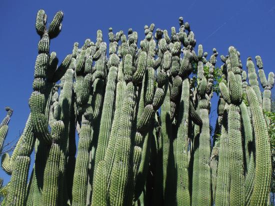 Cactus Sanctuary